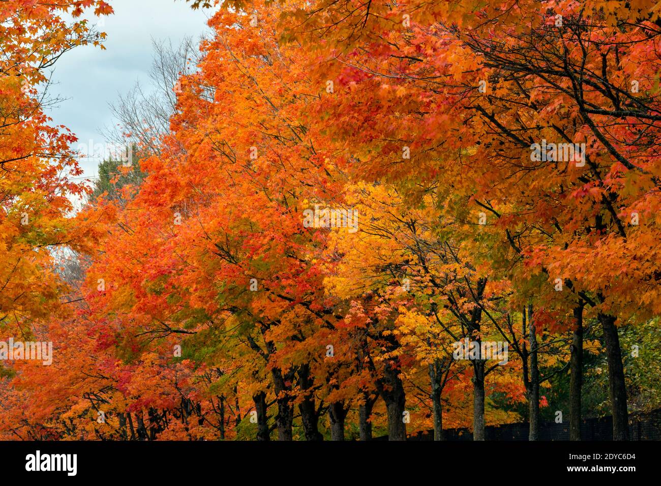 WA18857-00...WASHINGTON - Bäume säumen die Straße durch Stadtpark an einem regnerischen Herbsttag in Renton, Washington. Stockfoto