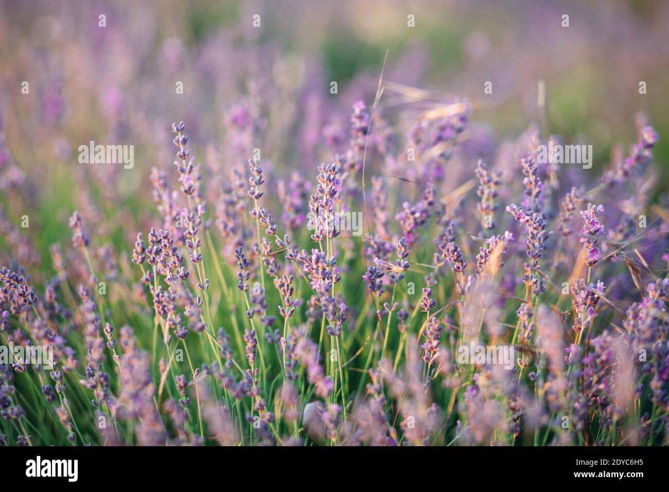 Nahaufnahme von Lavendelblüten Stockfoto