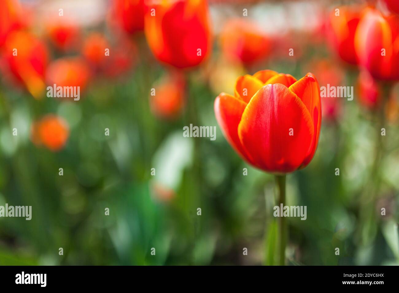 Rote Tulpen auf einer Wiese Stockfoto