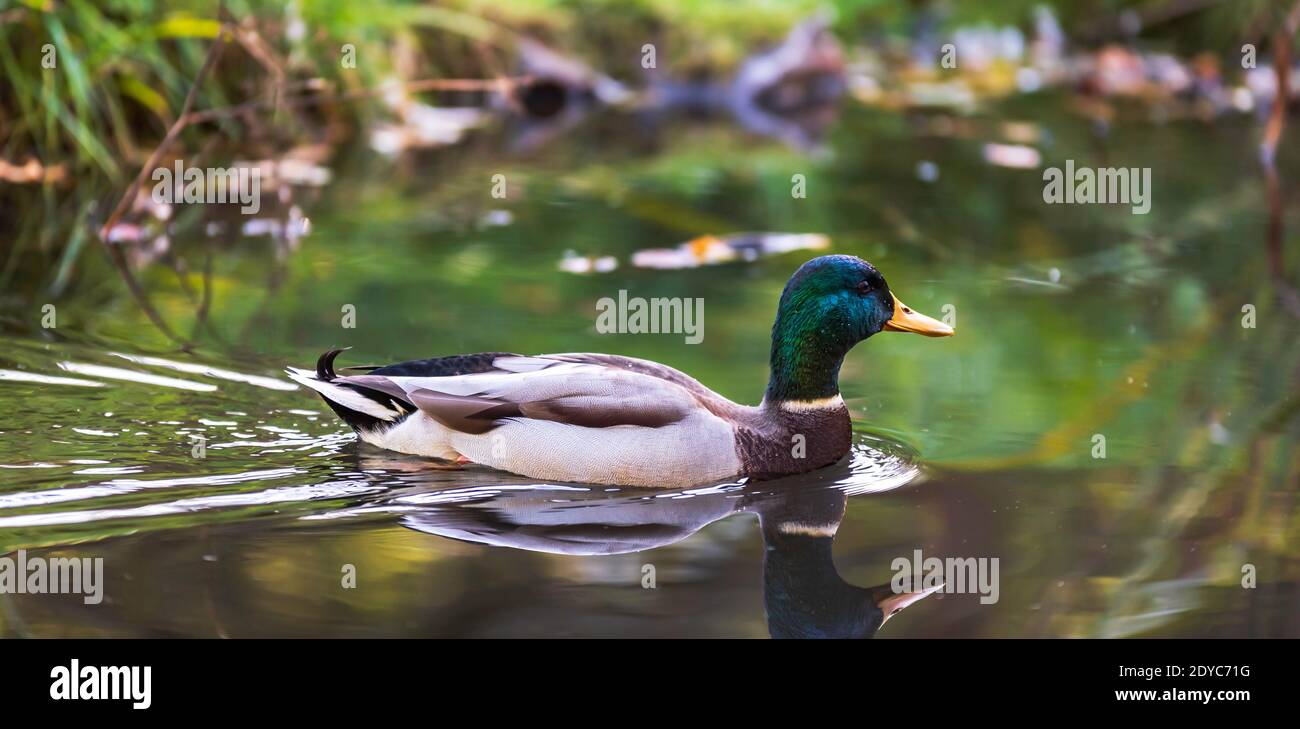 Eine männliche Ente schwimmend in einem schönen sonnigen Herbst Tag in einem schwedischen Teich Stockfoto