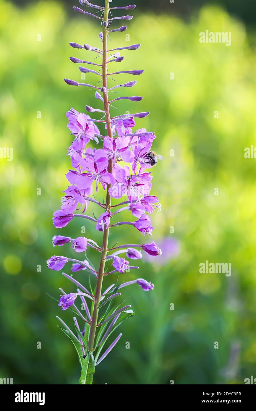 Blhende Sally, Weidenkraut, Feuerweed medizinische Pflanze mit lila Blten  in der Bltezeit blht im Sommergarten. Verwendet fr Tee, therisches l,  in Stockfotografie - Alamy