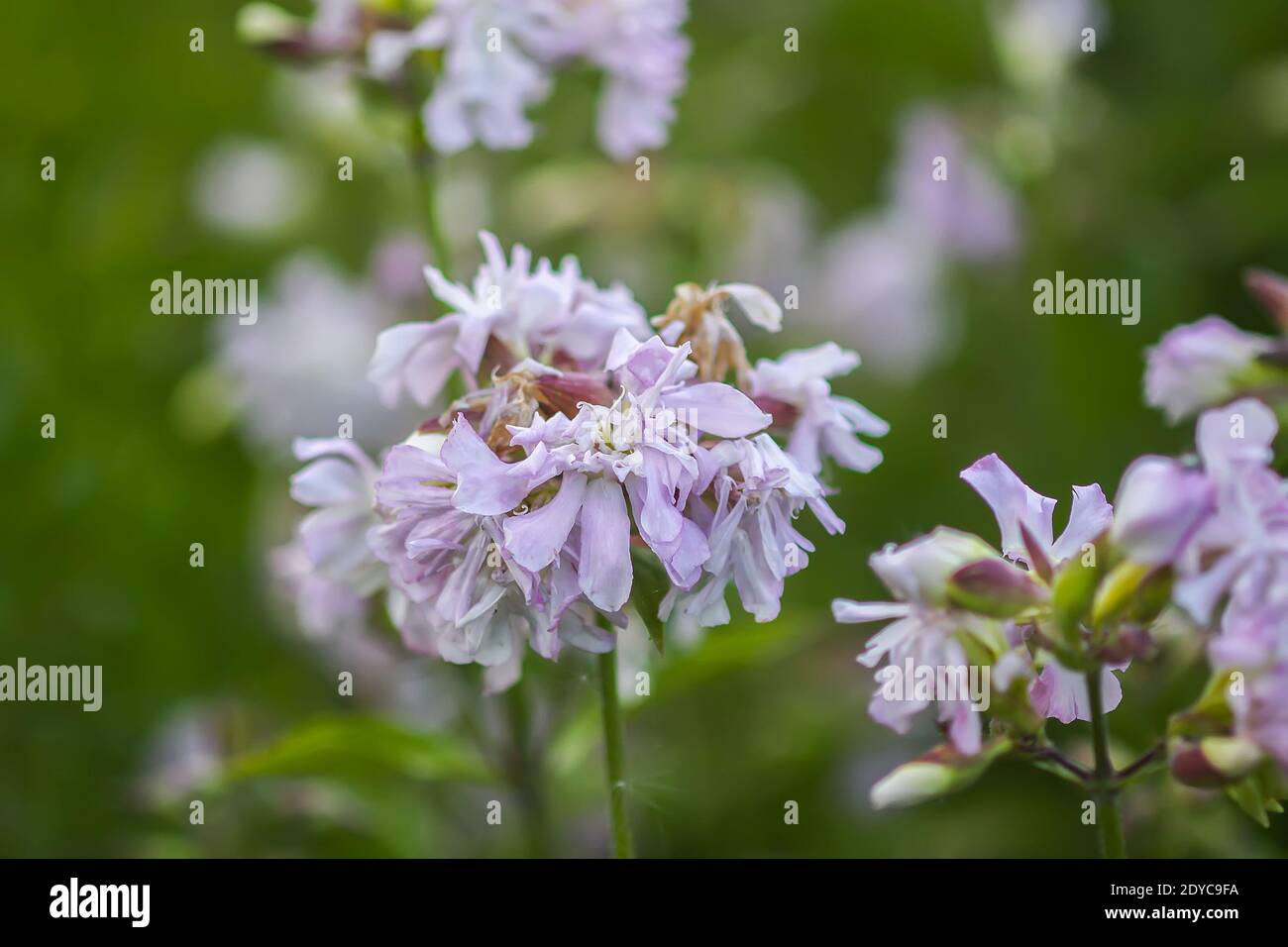 Saponaria officinalis weiße Blumen im Sommergarten. Gewöhnliches Seifenkraut, Hüpfwette, Krähenseife, wilde, süße William-Pflanze. Stockfoto