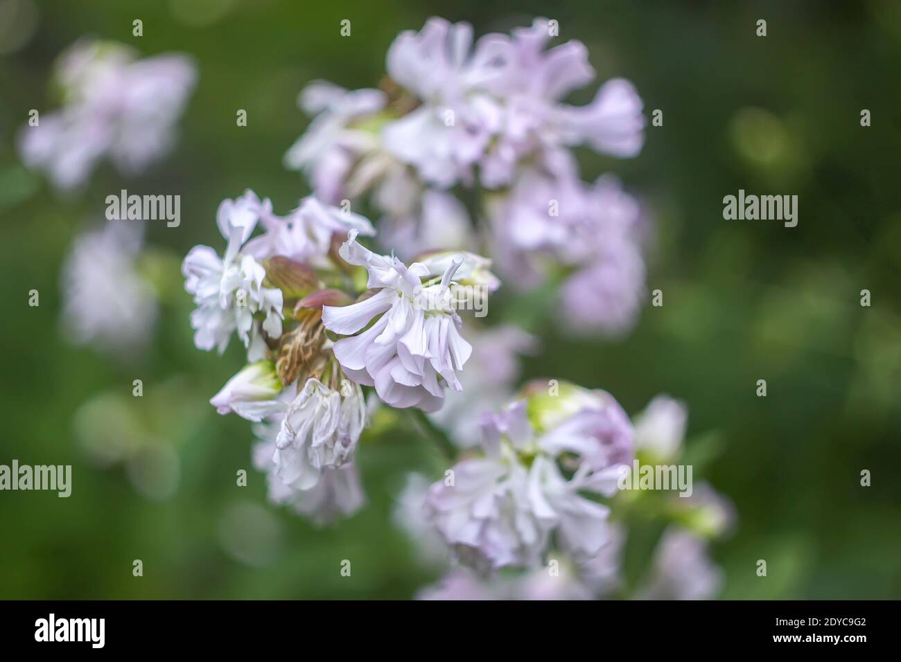 Saponaria officinalis weiße Blumen im Sommergarten. Gewöhnliches Seifenkraut, Hüpfwette, Krähenseife, wilde, süße William-Pflanze. Stockfoto