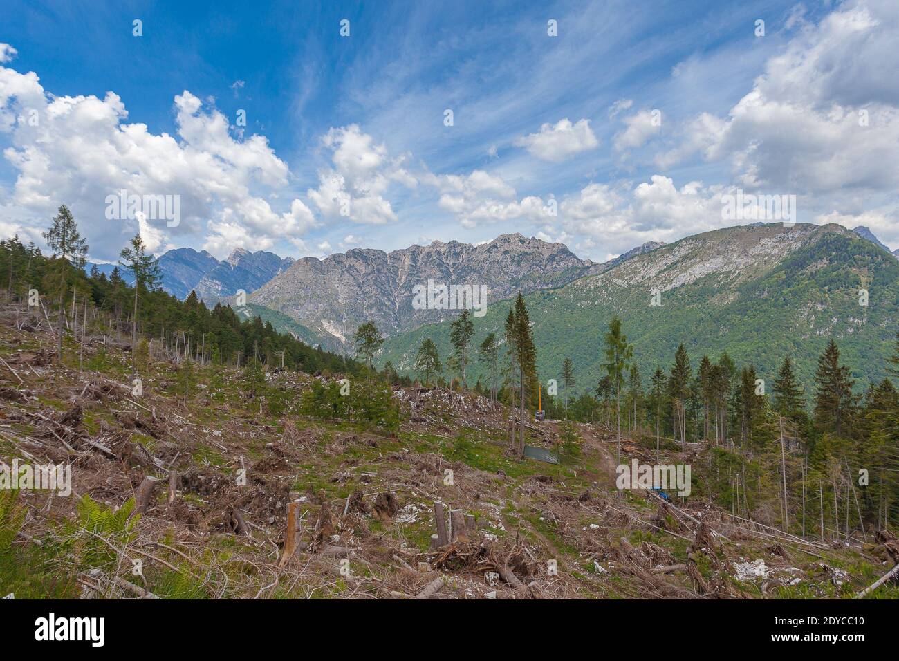 Auswirkungen eines Windsturms auf einen Alpenwald, Monte Resettum, Friaul, Italien. Konzept zu den Auswirkungen des Klimawandels auf die Alpen Stockfoto