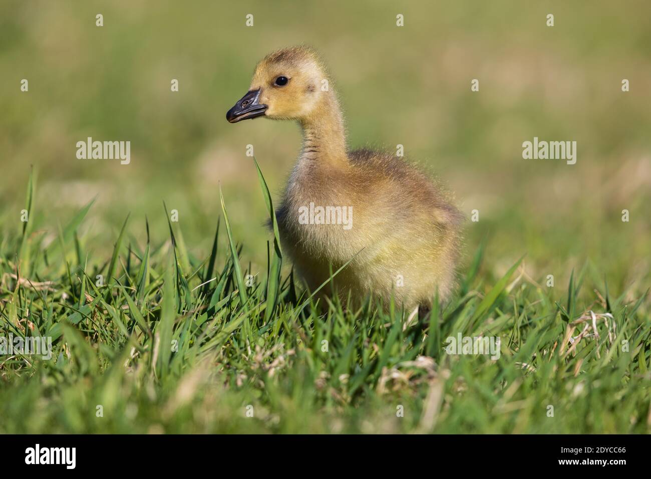 Gosling Wandern in einem nördlichen Wisconsin Feld. Stockfoto