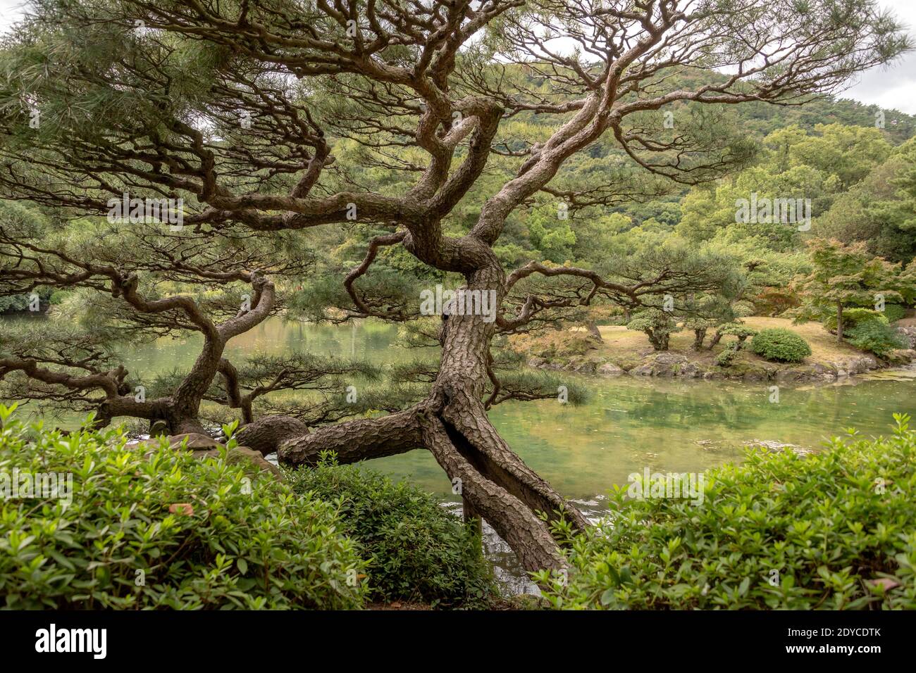 Verdrehte japanische Schwarzkiefer Byobu-matsu (Pinus thunbergii), Ritsurin Garden, Takamatsu, Japan Stockfoto
