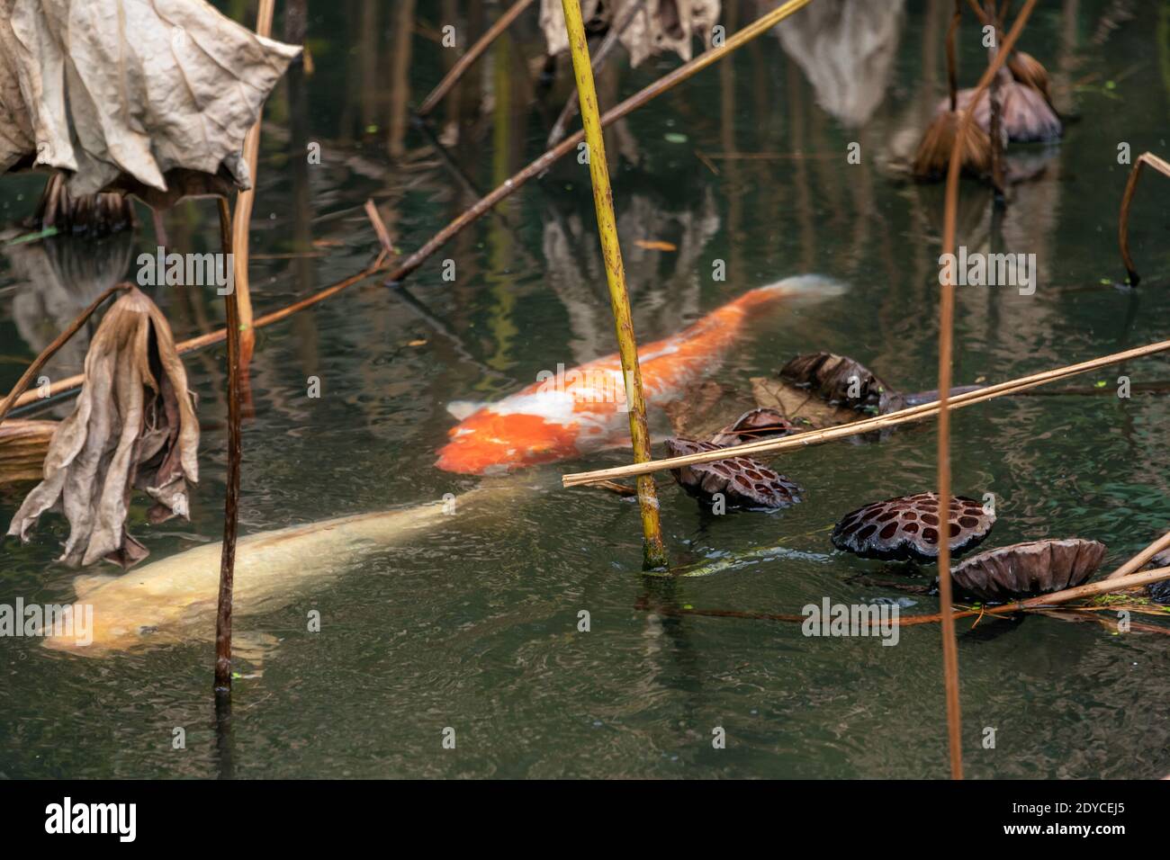 Karpfen im Lotusteich, Ritsurin Garden, Takamatsu, Japan Stockfoto