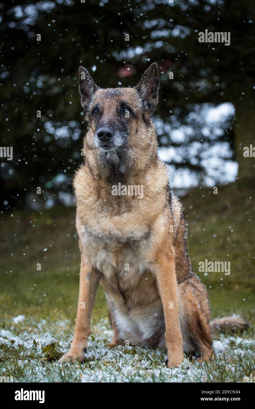 Alter belgischer Schäferhund (Malinois) sitzend, verschneiten Wintertag Stockfoto