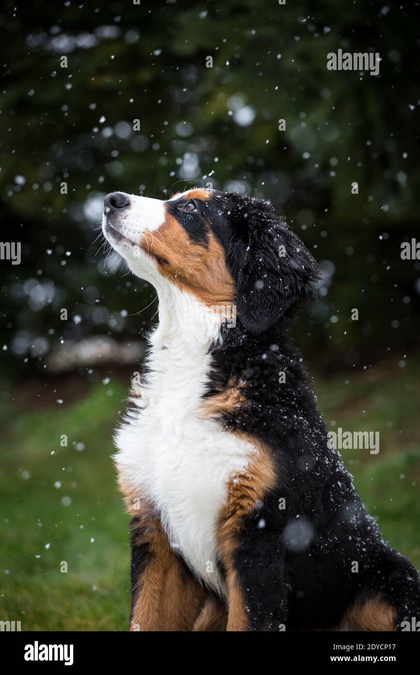 Berner Sennenhund Welpe, verschneiten Wintertag Stockfoto