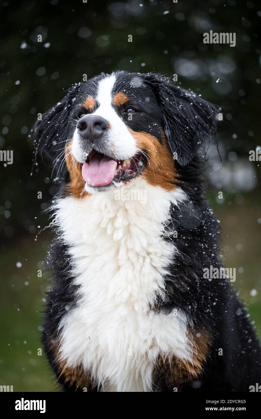 Berner Sennenhund Porträt, verschneiten Wintertag Stockfoto