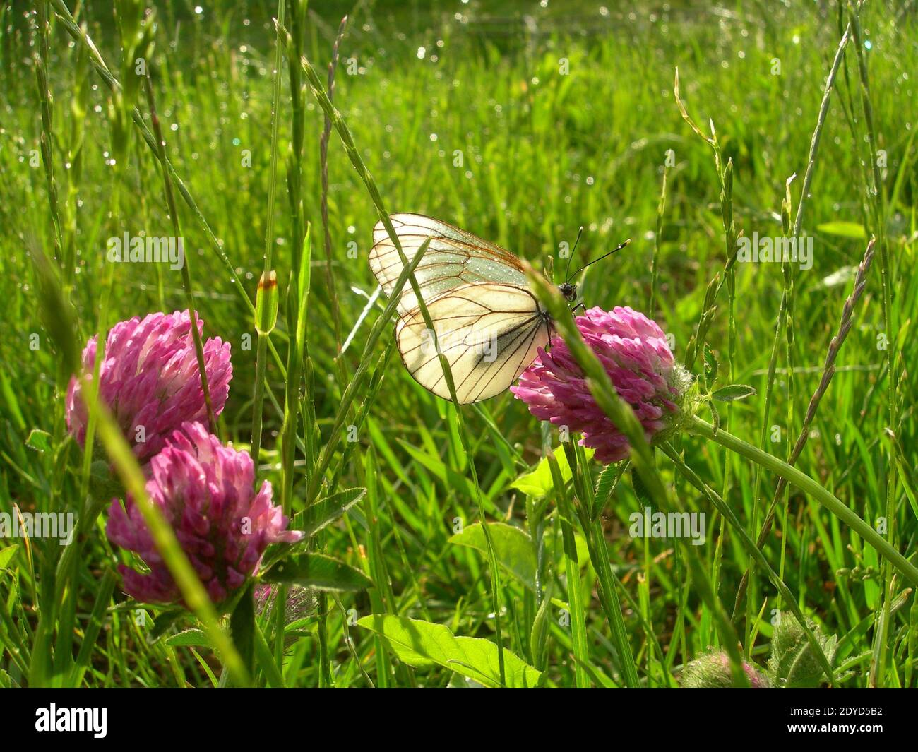 Ein weißer Schmetterling mit Regentropfen auf transparenten Flügeln sitzt an einem sonnigen Tag nach Regen auf einer leuchtend rosa Kleeblüte auf einer grünen Wiese. Stockfoto