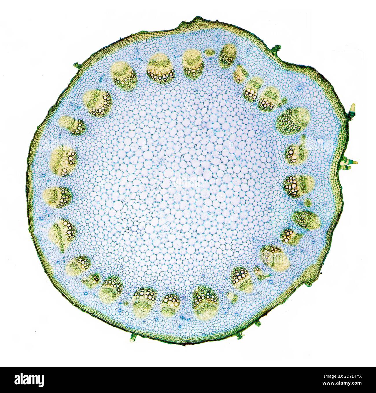 Helianthus-Stamm. Leichte Mikrographie (LM) des Stammes einer mehrjährigen Sonnenblume (Helianthus sp.). Stockfoto