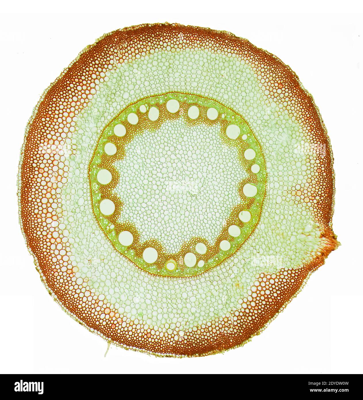 Maiswurzel. Leichte Mikrographie (LM) eines Schnittes durch die Wurzel einer Maispflanze (Zea mays). Stockfoto