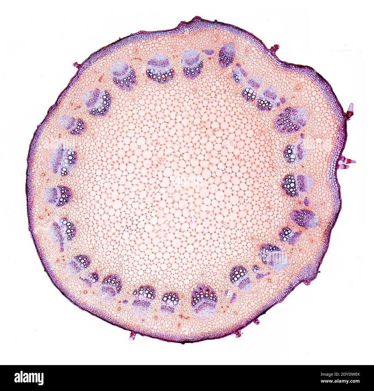 Helianthus-Stamm. Leichte Mikrographie (LM) des Stammes einer mehrjährigen Sonnenblume (Helianthus sp.). Stockfoto