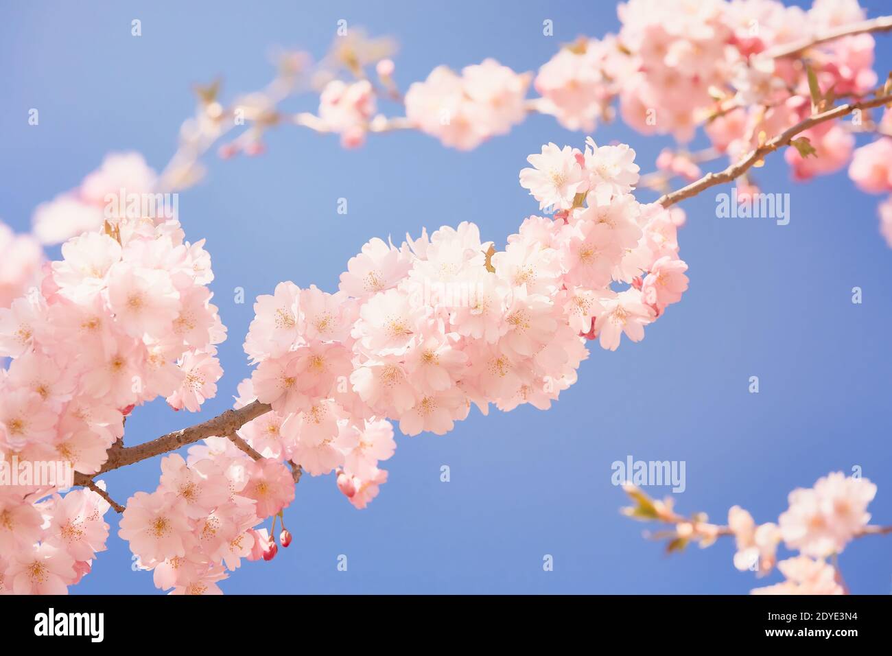 Rosa Kirschblüte Zweig in Blüte. Federkonzept Stockfoto