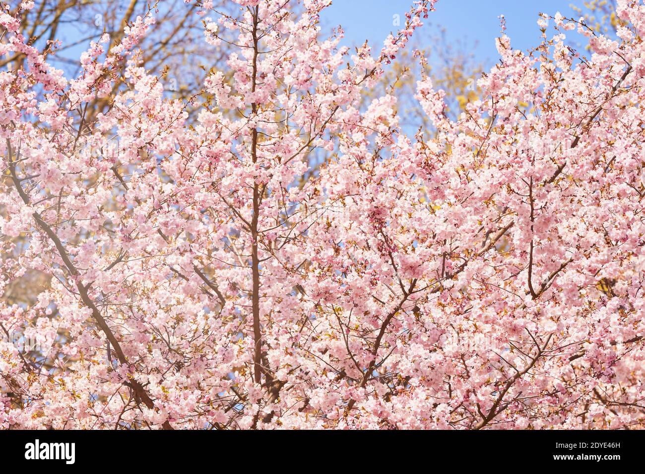 Rosa Kirschblüte Zweig in Blüte. Federkonzept Stockfoto
