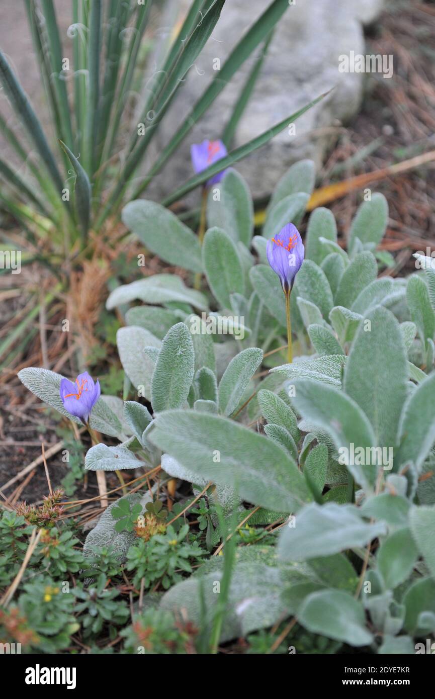 Ein herbstblühender violetter Crocus sativus (Safran) und graue, pubertfarbene Blätter Von Stachys byzantina im Garten im September Stockfoto