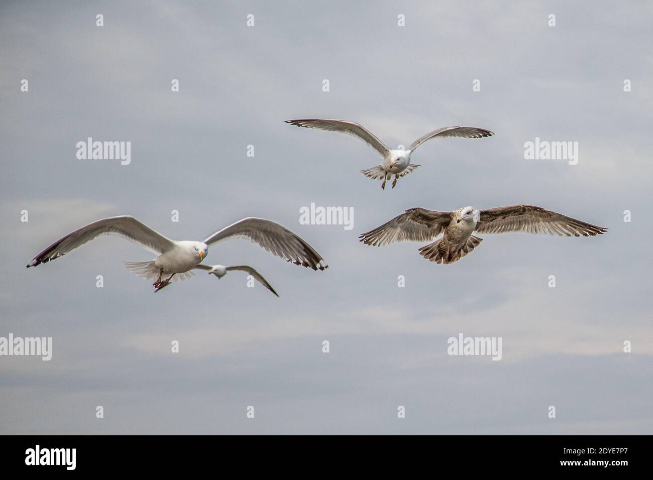 Heringmöwen fliegen über Wells Beach, Maine Stockfoto