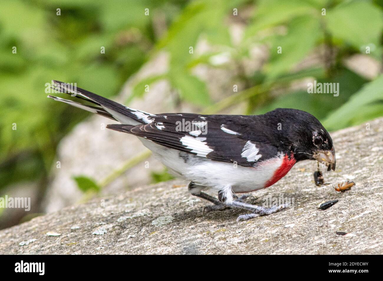 Ein Rosenbrustgrosschnabel Stockfoto