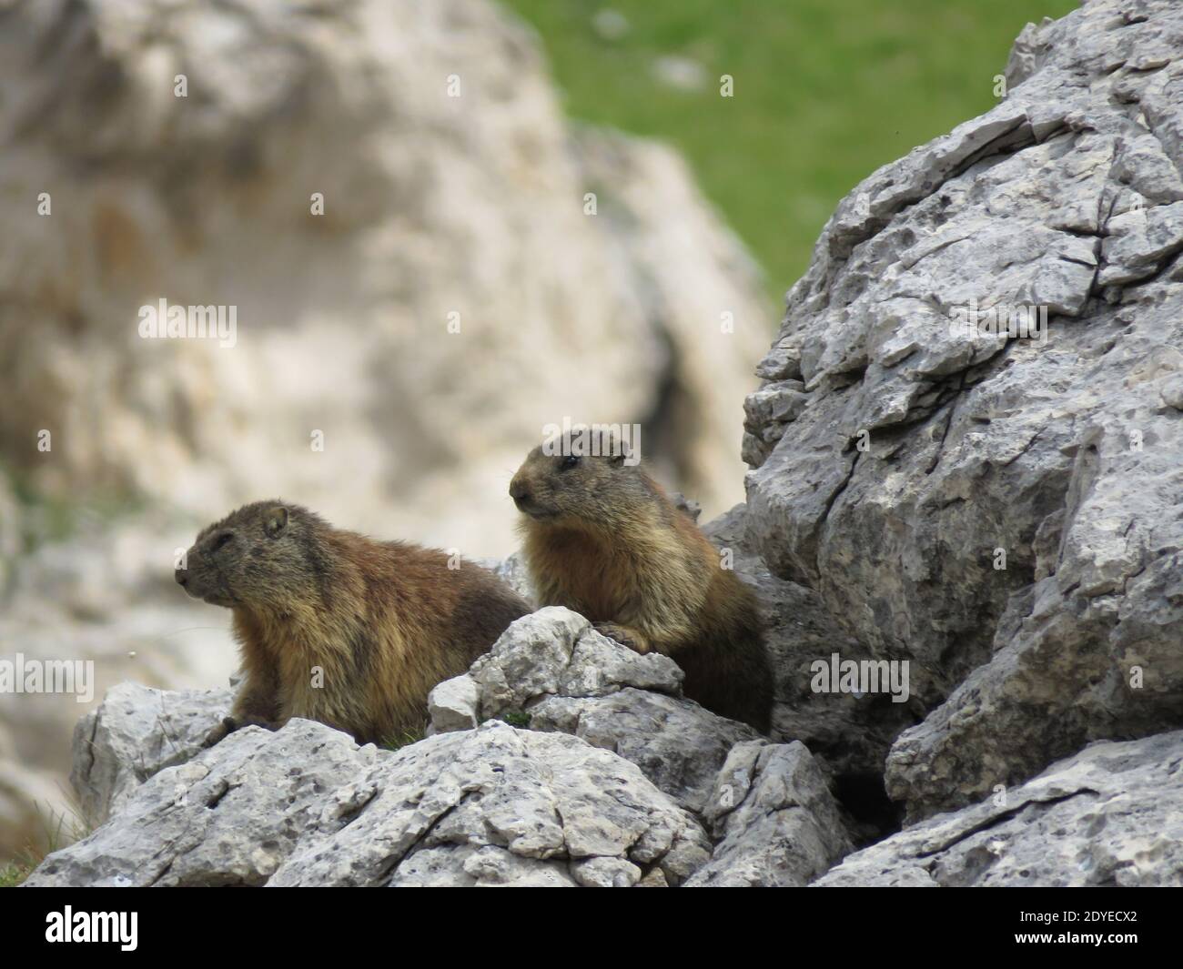 Ein Paar von zwei alpinen Murmeltieren - große bodenbewohnende Eichhörnchen Stockfoto