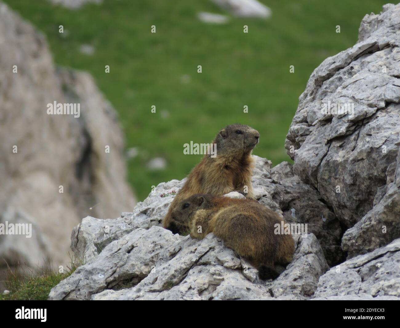Eine selektive Fokusaufnahme von alpinen Murmeltieren auf den Felsen Stockfoto