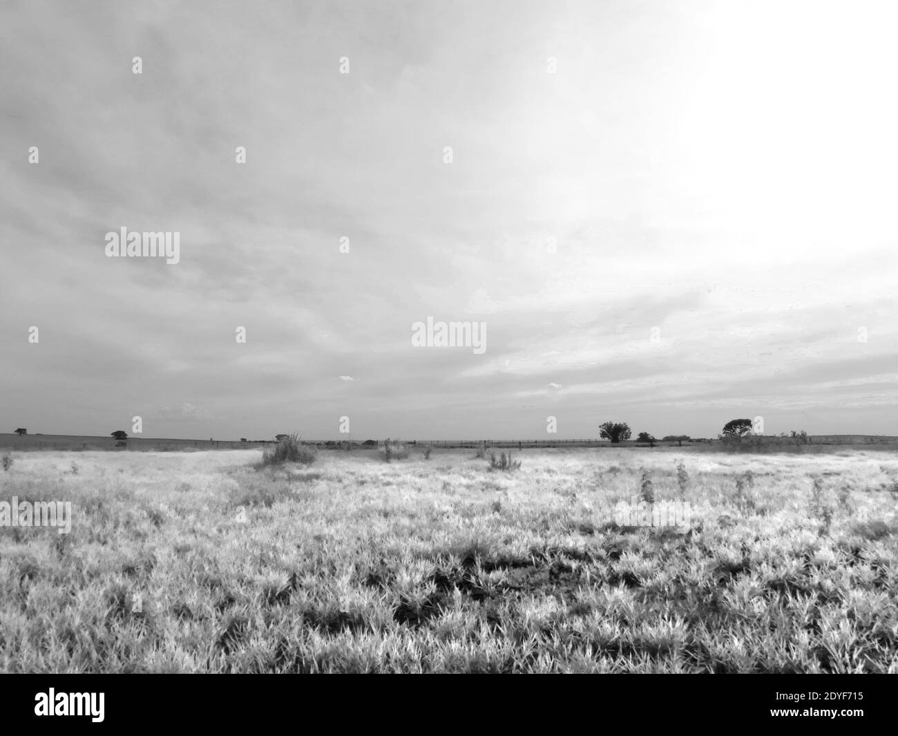 Großes Feld mit hellgrünem Gras und bewölktem Himmel Ein sonniger Tag [Schwarz-Weiß-Farben] Stockfoto