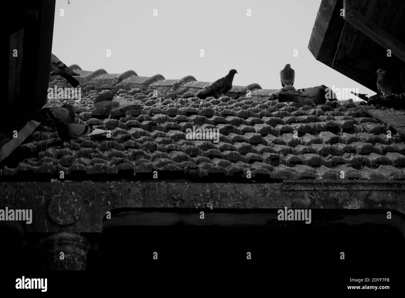 Pidgeons stehen auf einem Dach eines alten Hauses in Ein grauer Tag Stockfoto