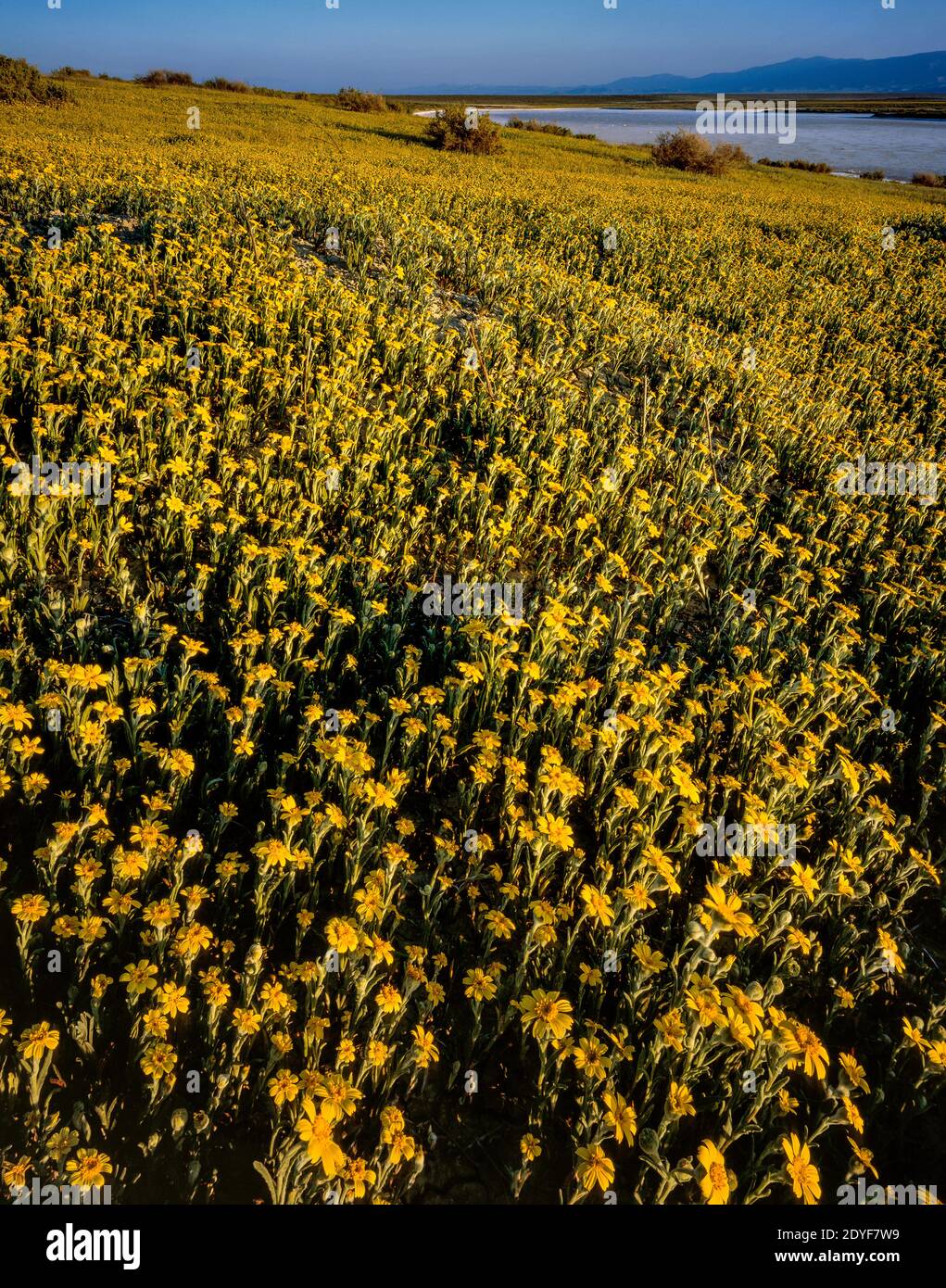 Coreopsis, Soda Lake, Carrizo Plain National Monument, San Luis Obispo County, Kalifornien Stockfoto