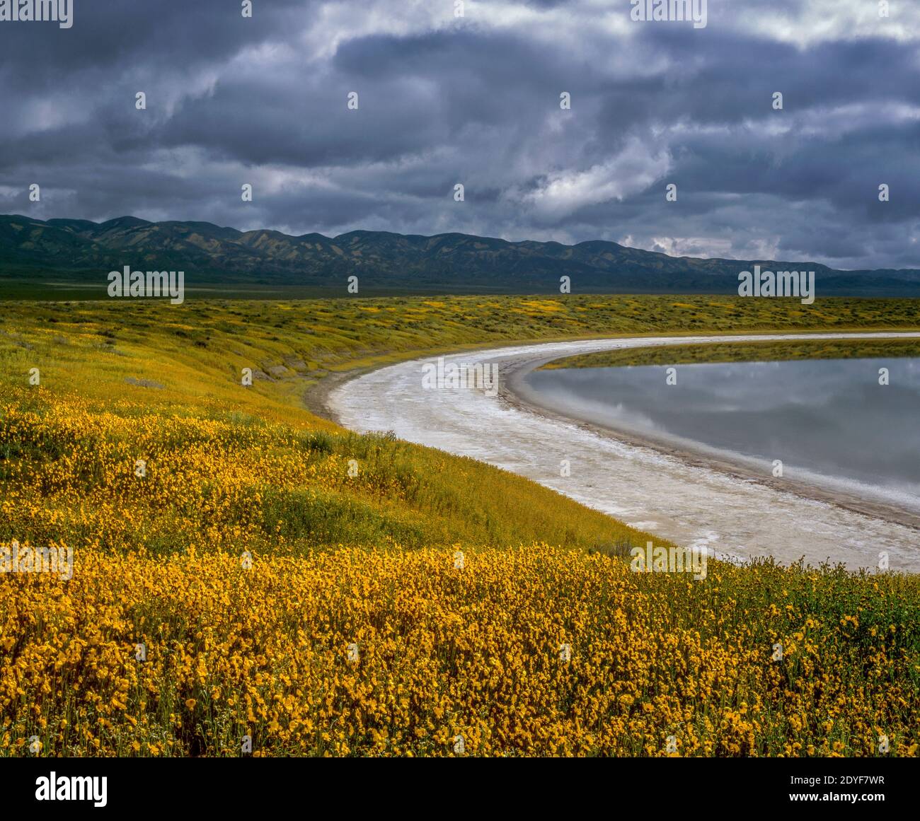 Coreopsis, Soda Lake, Tremblor Range, Carrizo Plain National Monument, Kalifornien Stockfoto