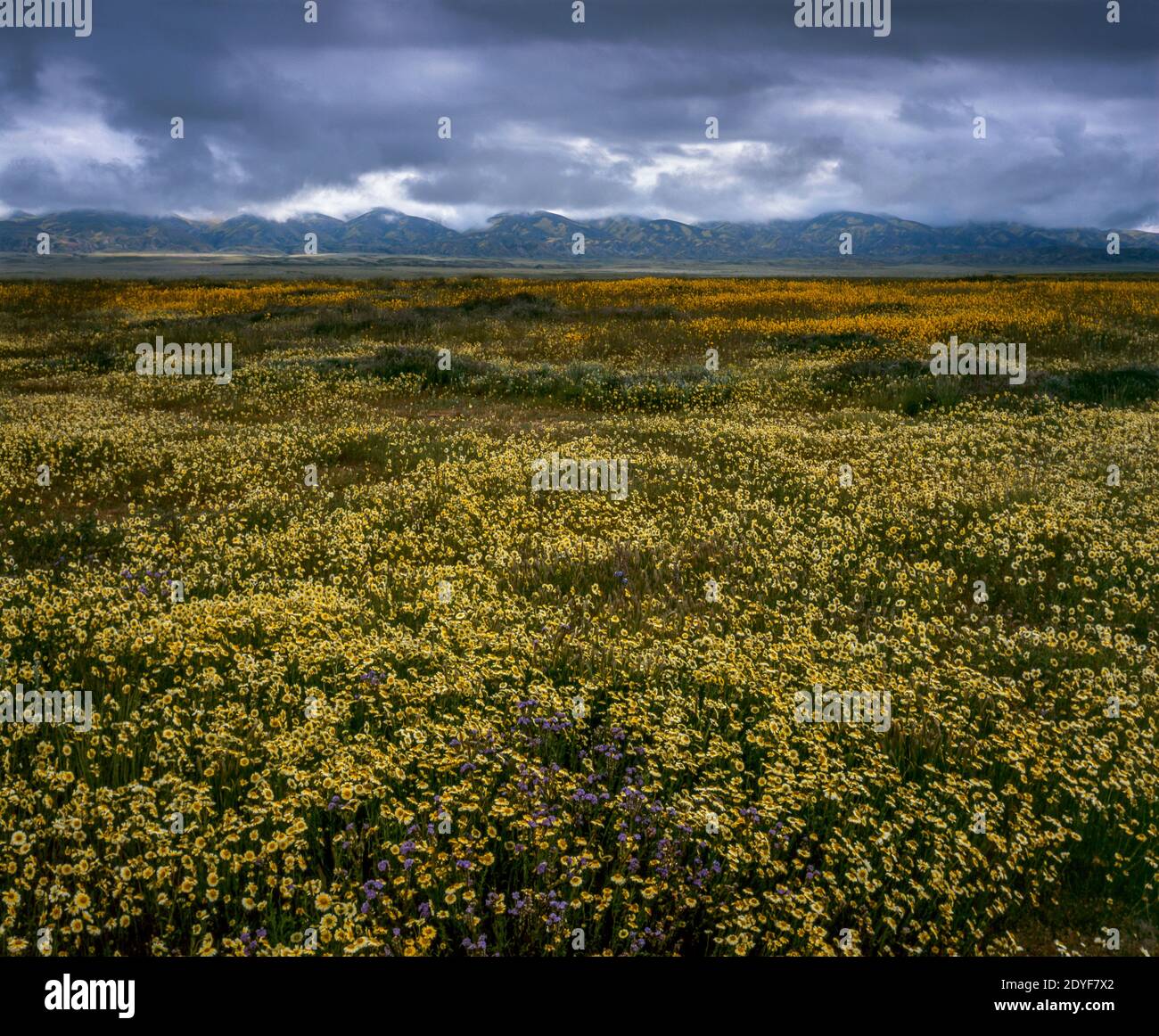 Tidytips, Tremblor Range, Carrizo Plain National Monument, San Luis Obispo County, Kalifornien Stockfoto