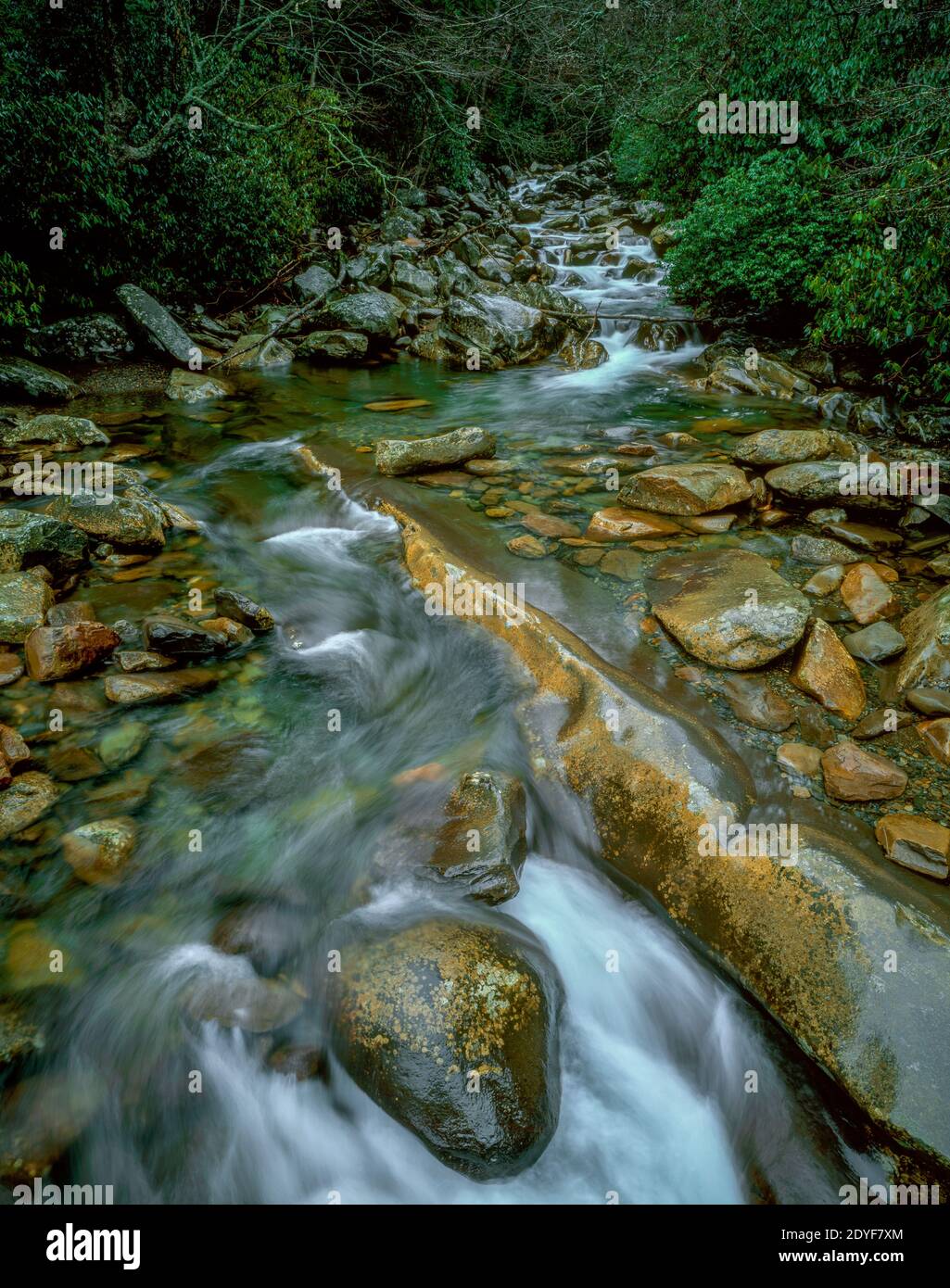 Laurel Creek, Great Smoky Mountains National Park, Tennessee Stockfoto