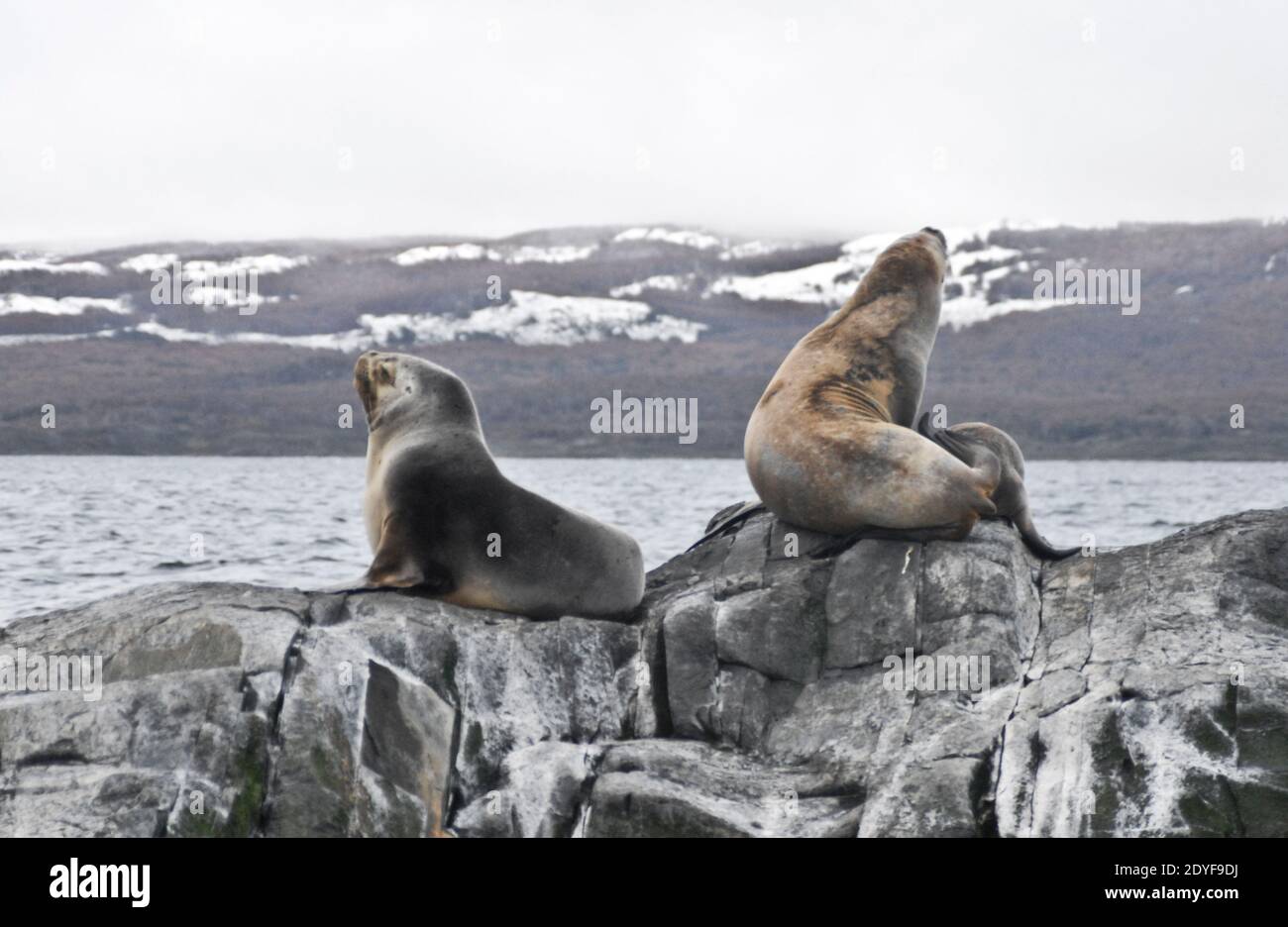 Isla de Los Lobos (Seelöwen-Insel). Ushuaia. Tierra del Fuego, Argentinien Stockfoto