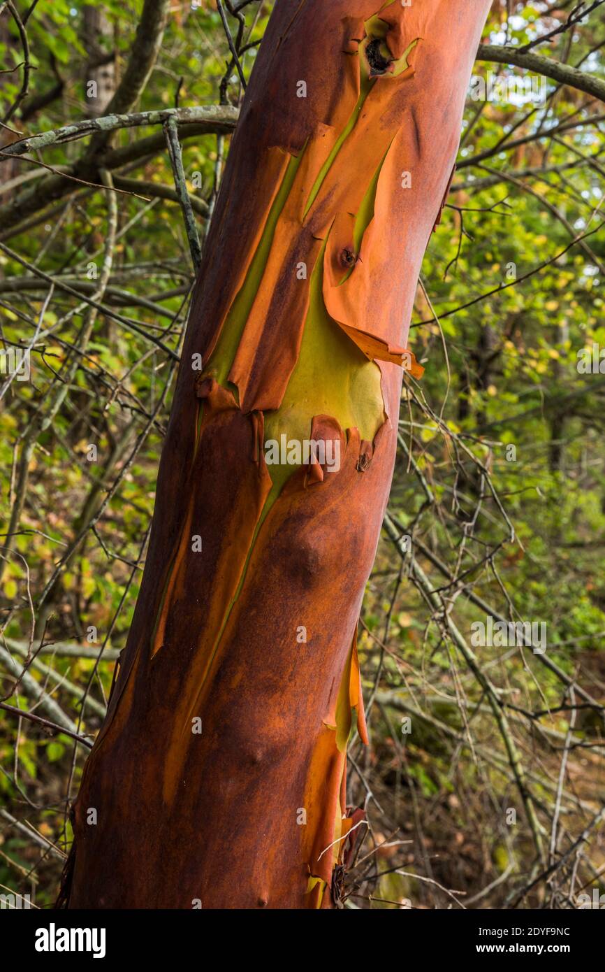 Madronbaum auf Cypress Head, Cypress Island, San Juan Islands, Washington, USA. Stockfoto