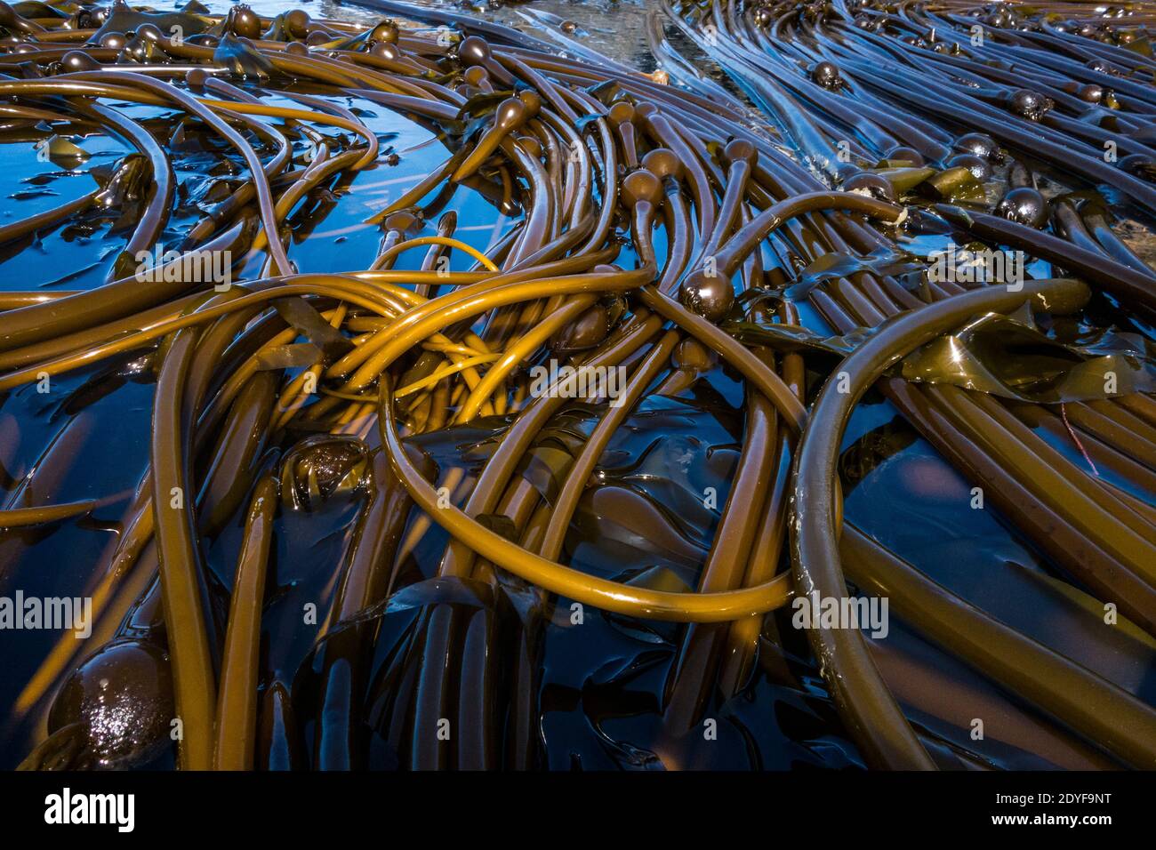 Bull Kelp Bed, Deception Pass State Park, Washington, USA. Stockfoto