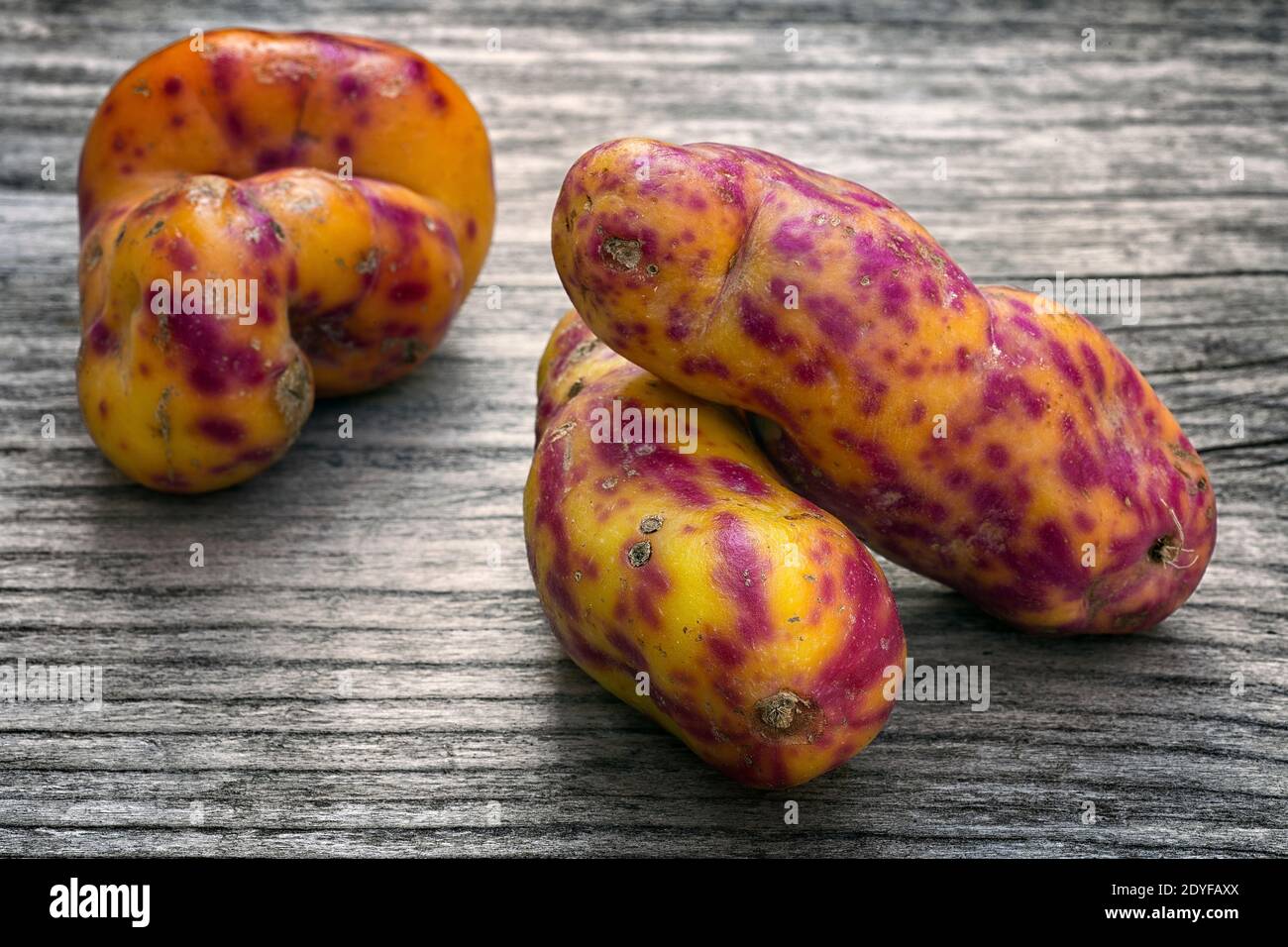 Olluco (Ullucus tuberosus), eine exotische und bunte Wurzelpflanze aus den Anden, die als Nahrung verwendet wird Stockfoto