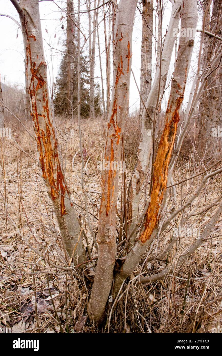 Schäden durch einen ausragenden Buck-Weißschwanzhirsch (Odocoileus virginianusto) den Stamm und die Rinde eines jungen grauen oder gesprenkelten Erlenbaumes. (Alnus incana subsp. Stockfoto