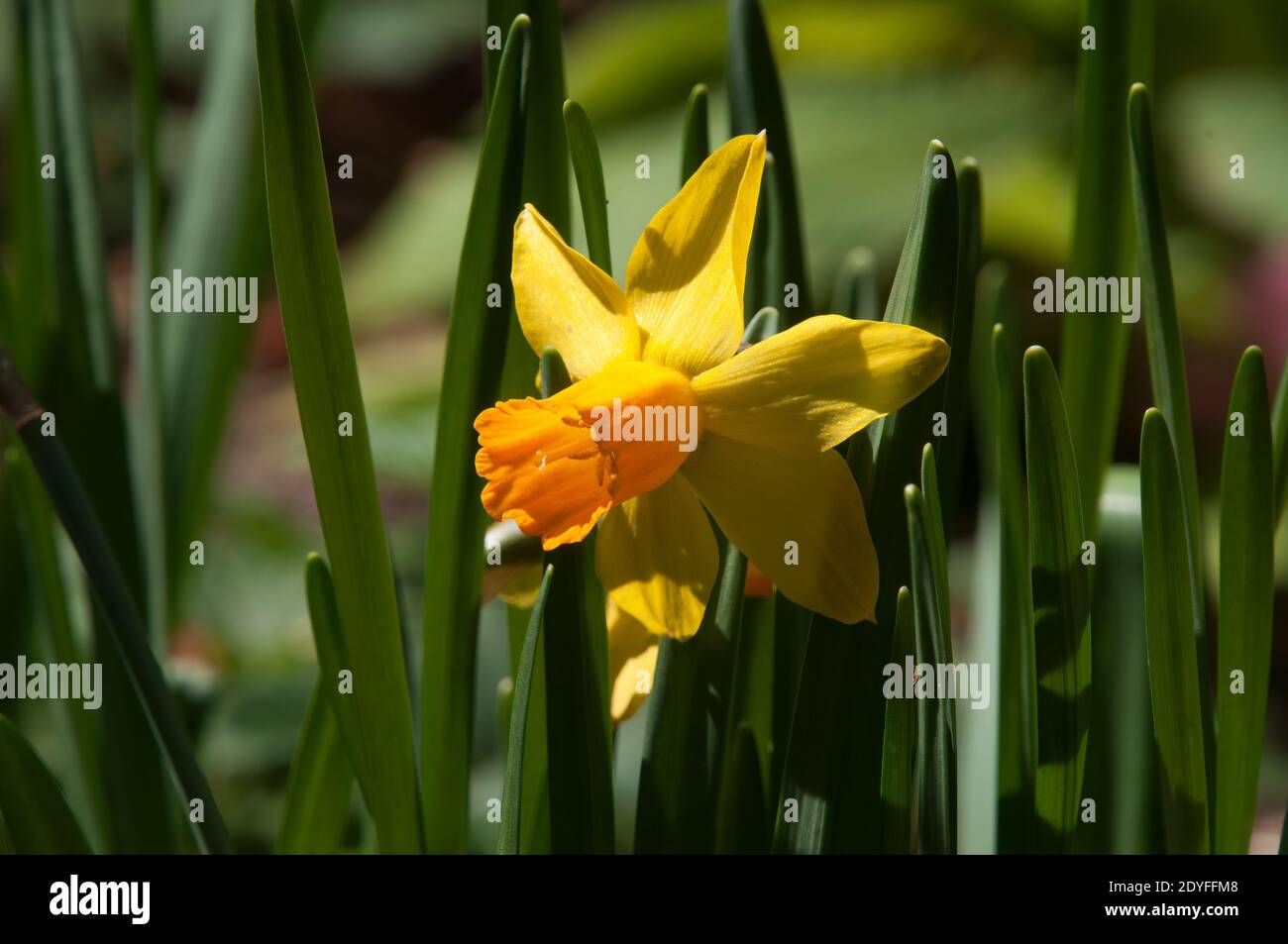 Sydney Australien, einzelne leuchtend gelbe Narzissenblume Stockfoto