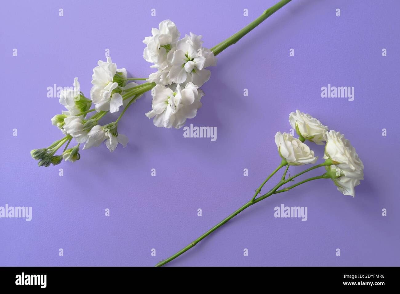 Draufsicht auf zwei weiße Blumen auf einem lila Hintergrund. Blumenrahmen. Lifestyle Stockfoto