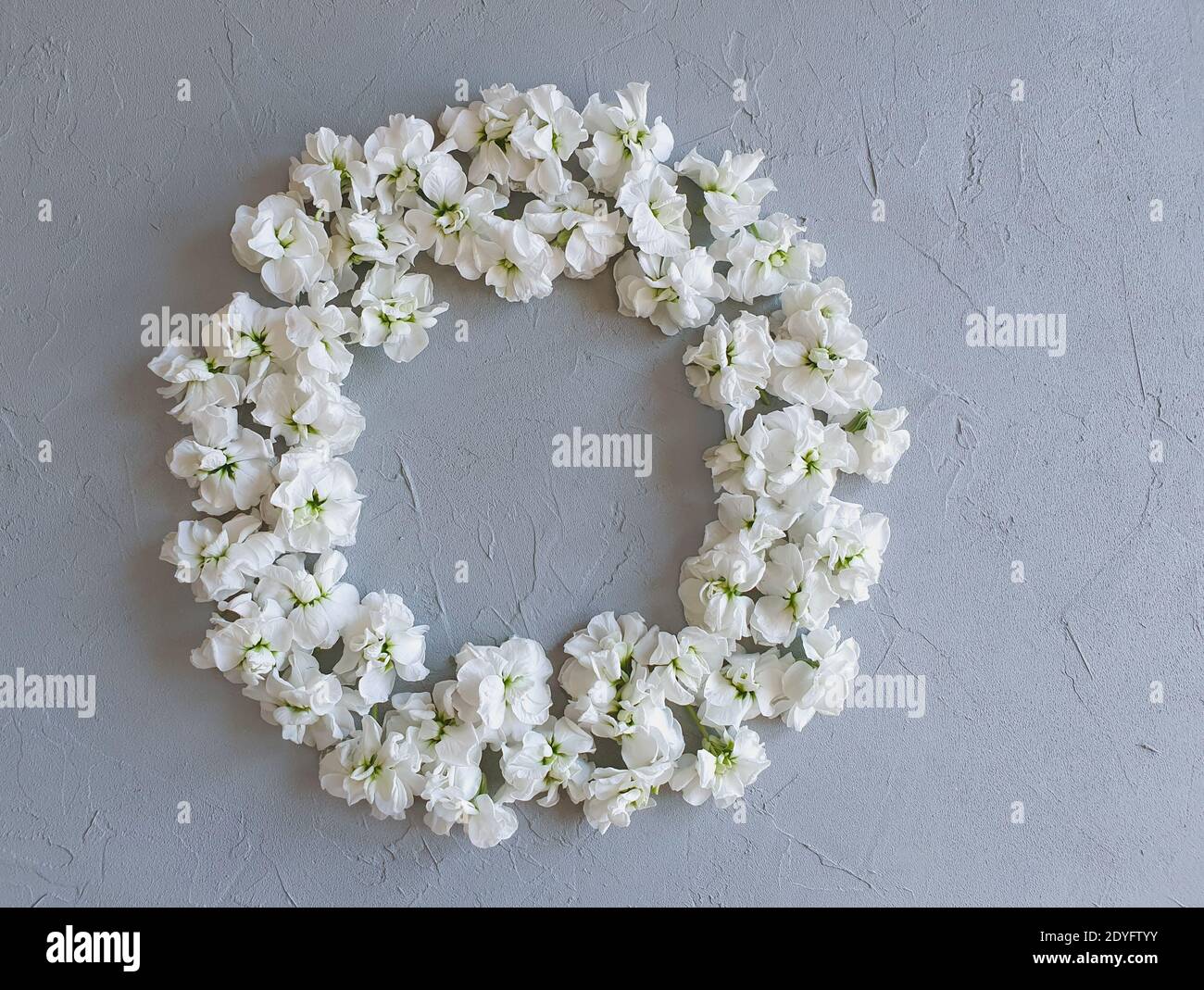 Blumenrahmen mit kleinen weißen Blumen auf einem grauen Betongrund. Betonstruktur und blühende Blütenknospen. Dies ist der Ort für Ihre Schönheit prod Stockfoto