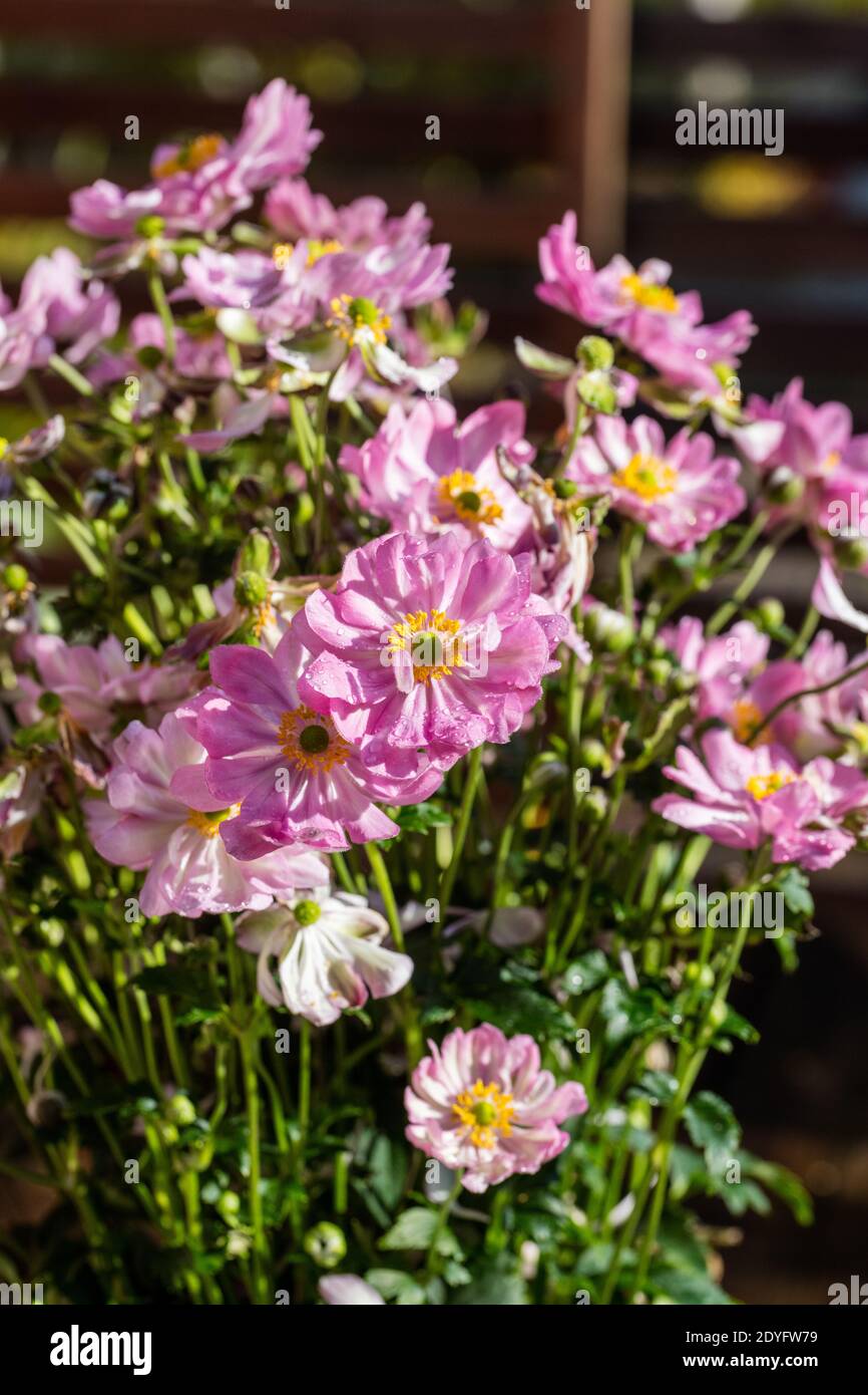 Ranunculaceae hupehensis Fotos und Bildmaterial in hoher Auflösung