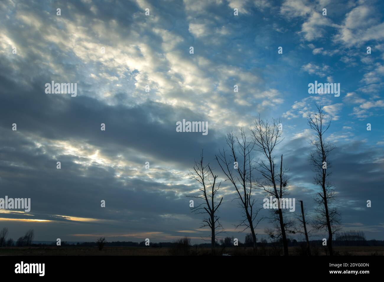 Bäume ohne Blätter und Abendwolken am blauen Himmel Stockfoto