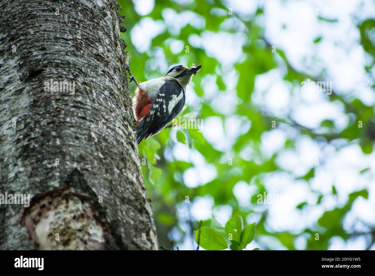 Ein Specht mit einem Insekt im Schnabel auf einem Baum, Frühlingstag Stockfoto