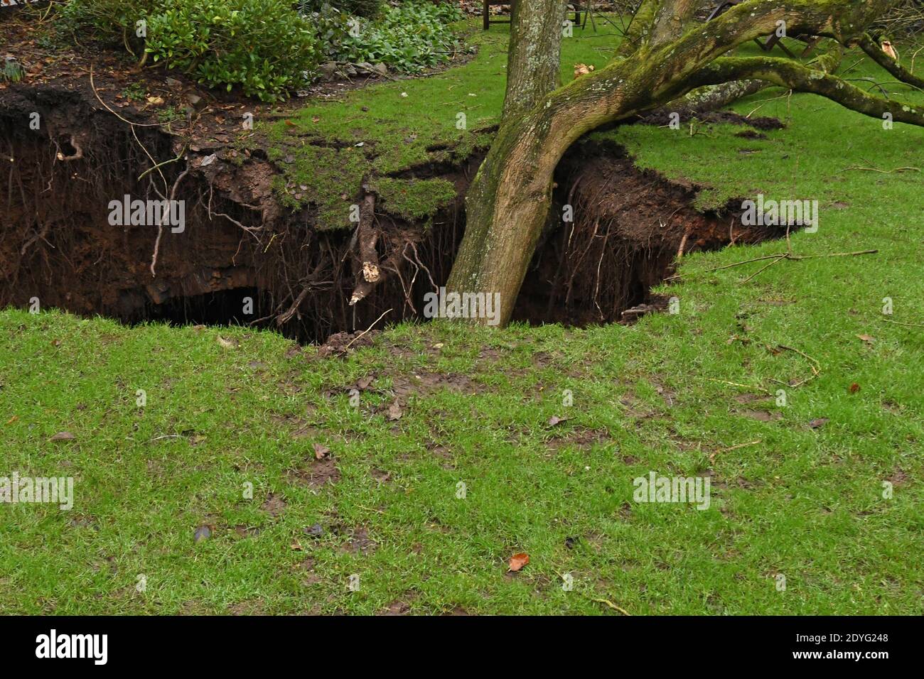 Bristol, Großbritannien. Dezember 2020. Britisches Bristol. Canynge Square in Clifton Village EINE große Sinkhole mit Baum in ihm öffnet sich in den Bewohnern privaten Gärten. Bild: Robert Timoney/Alamy Live News Stockfoto