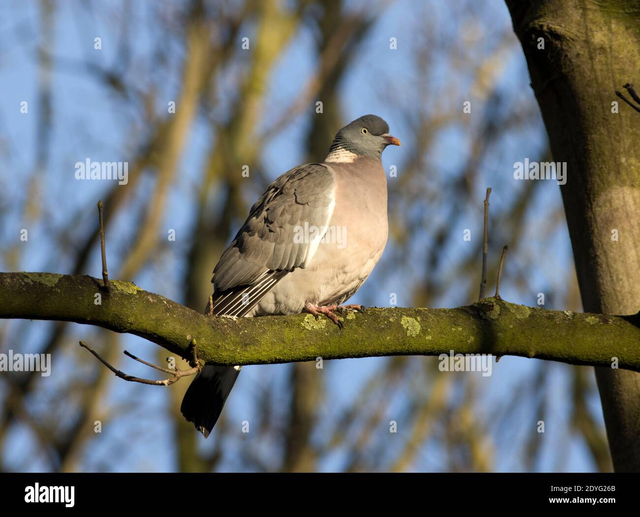 Die größte und häufigste der wilden Tauben in Großbritannien, die Wood Pigeon ist ein häufiger Besucher in städtischen Gärten, obwohl riesige Schwärme können sich sammeln rural Stockfoto
