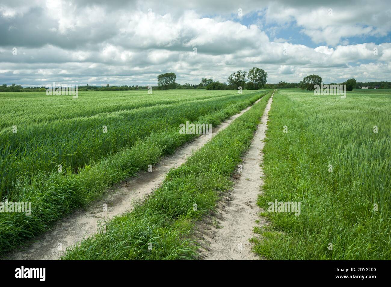 Landstraße durch grüne Felder mit Getreide, Frühlingsblick Stockfoto