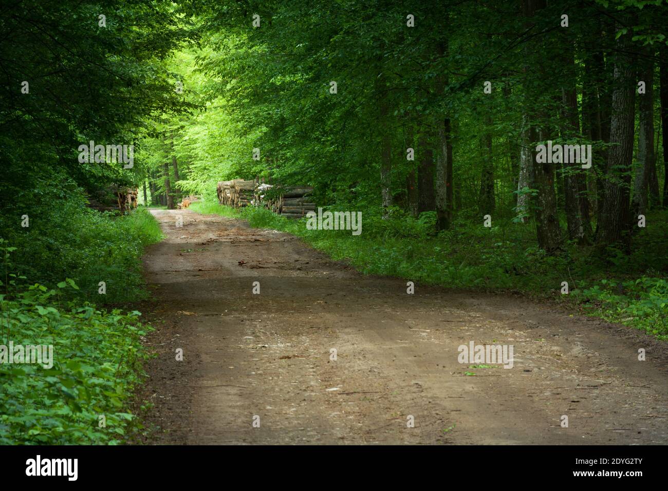 Landstraße durch einen intensiv grünen, grünen Wald, Frühlingstag Stockfoto