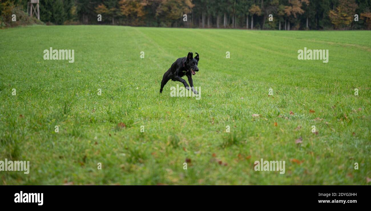Schwarzer Schäferhund mit drei Beinen, die auf einer schönen grünen Wiese laufen. Stockfoto