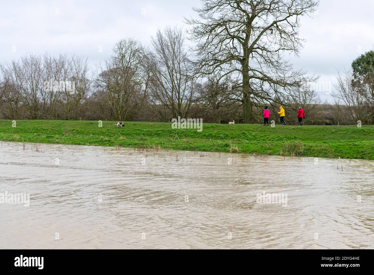 Sutton Gault Cambridgeshire, Großbritannien. Dezember 2020. Der Fluss Great Ouse hat es Ufer auf der New und Old Bedford Ebenen nach den jüngsten starken regen, die Überschwemmungen entlang der Ouse Valley verursacht hat platzen. Die alten und neuen Bedford-Ebene Drainage-Kanäle sind die wichtigsten Drainage-System für die Fens und East Anglia Wasser in die Wash und Nordsee in Norfolk. Straßen sind gesperrt, der Wasserstand ist hoch und es wird mehr Starkregen vorhergesagt. Kredit: Julian Eales/Alamy Live Nachrichten Stockfoto