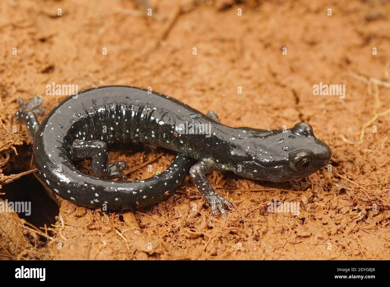 Nahaufnahme eines subadulten schwarzen Salamanders, Aneides flavipunctatus aus Nordkalifornien Stockfoto
