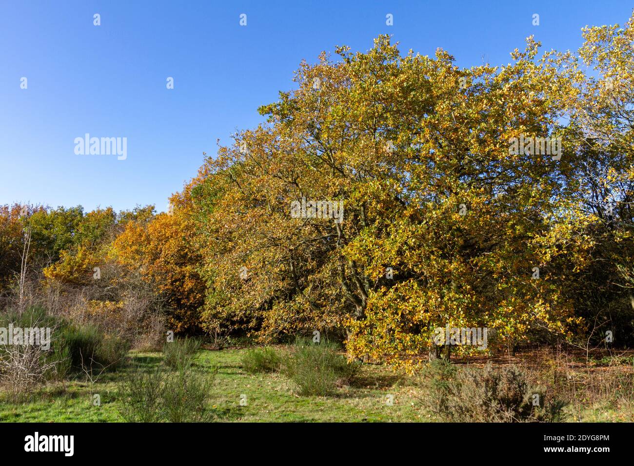 Herbstfarben noch in den Bäumen auf Hounslow Heath im Dezember 2020, Hounslow, London, UK. Stockfoto